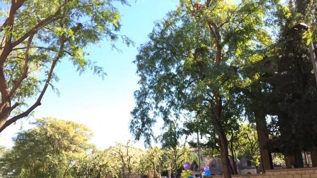 работа в США,обрезка деревьев