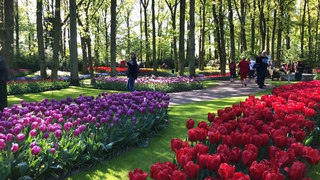 Амстердам за один день. Часть#1 Королевский парк тюльпанов смотреть онлайн