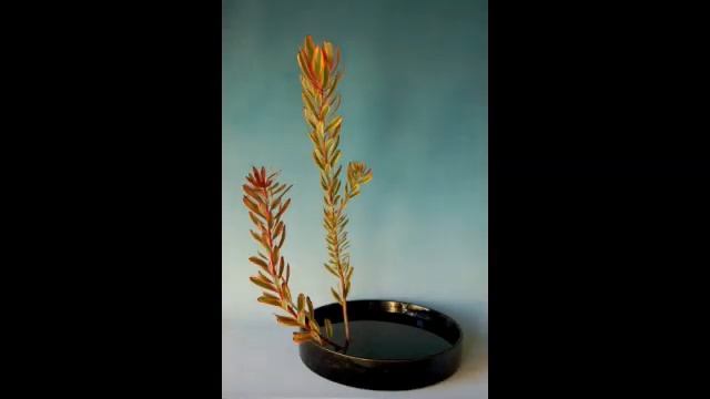 Sogetsu Ikebana Basic Upright Moribana смотреть онлайн