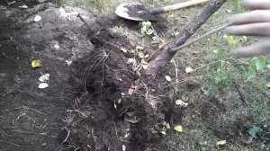 Осенняя пересадка Сирени