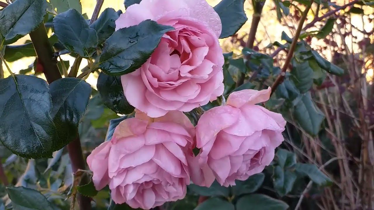 Обрезка и укрытие розы Утигорд Фоллс. Подготовка розариев к зиме. Часть 4 смотреть онлайн