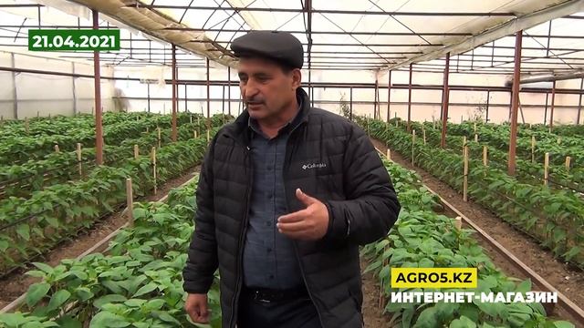 30 день от высадки рассады. Перец Фламинго в весеннем обороте. Корневые и внекорневые подкормки смотреть онлайн