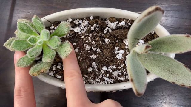 Cute And Easy Succulent Arrangement | Furry Succulents| Once Upon A Succulent