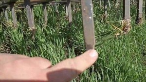 Боронование озимой и зяби после дождей 2023г. Мтз 82, бзу 14.#мтз #фермер