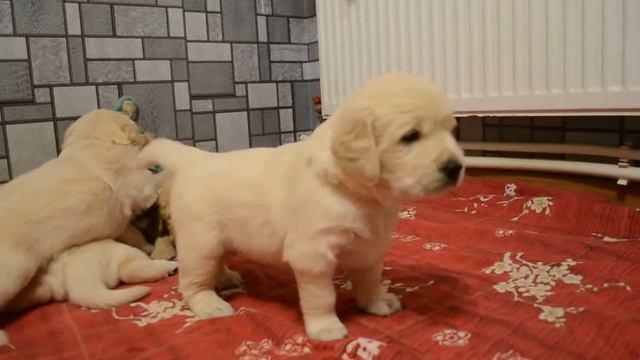 золотистый ретривер щенки 26 дней смотреть онлайн