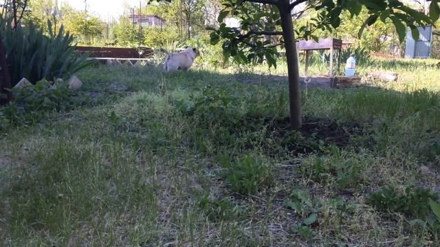 Мопс дачник garden pug смотреть онлайн