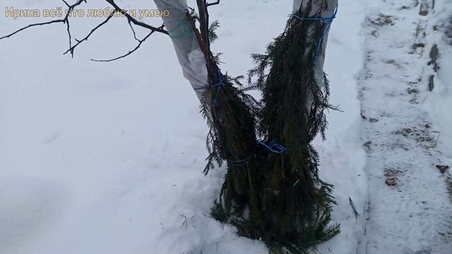 Как защитить плодовые деревья зимой от мышей? ?