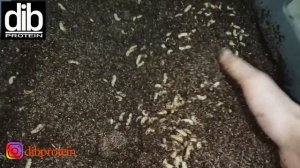 Чем кормить личинку чёрной львинки. Финал. (часть 4)