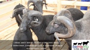 Карачаевские овцы. Плюсы и минусы породы.