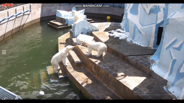 Что-то нас не поздравляют, не кормят! Пойдём может рыбку поймаем! 11.06.2020 смотреть онлайн