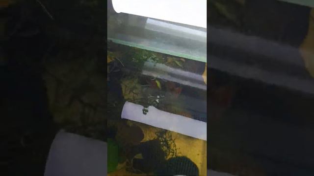 в гостях у Руслана аквариумистика часть 2 смотреть онлайн