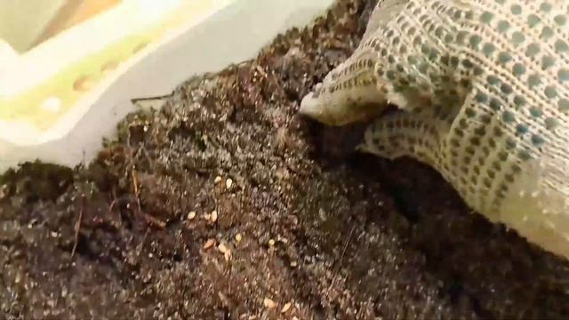 Сею кедр, миндаль, шиповник. смотреть онлайн