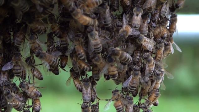 Honey Bees Bearding Outside the Bee Hive! FAQ 33 Why do they do that? Bees Clustered. смотреть онлайн