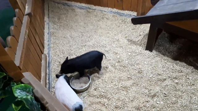 ТРОГАТЕЛЬНЫЙ ЗООПАРК.РЫБКИ едят корм С РУК. смотреть онлайн