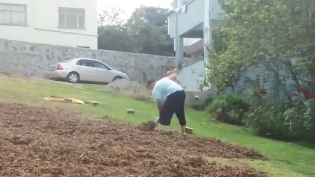 Сушка фундука в Турецкой деревне.Орду .август 2018. смотреть онлайн