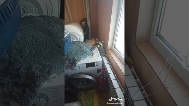 ЕНОТ ИЛЮША РАЗНЁС КВАРТИРУ|2021 смотреть онлайн