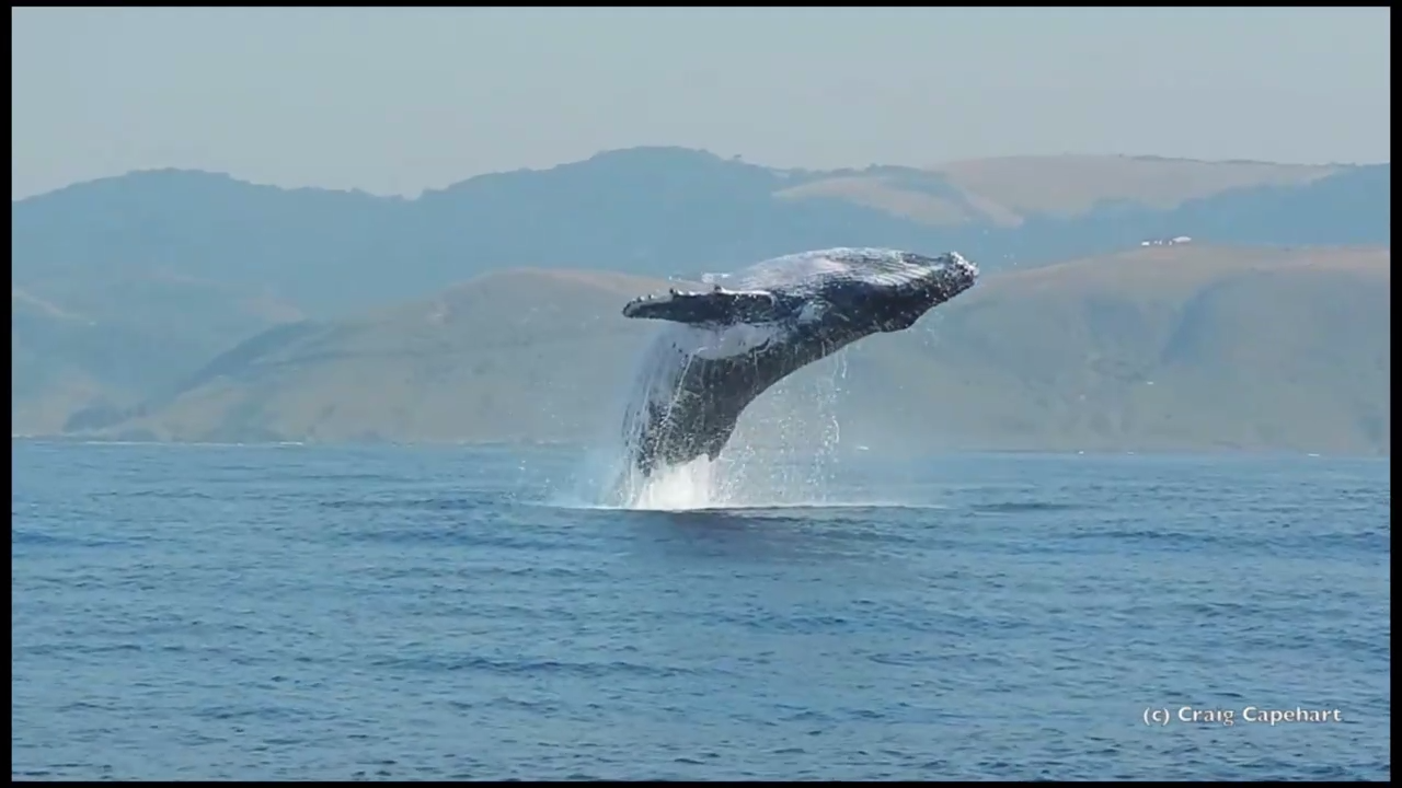 40-тонная горбатая китиха целиком выпрыгнула из воды смотреть онлайн