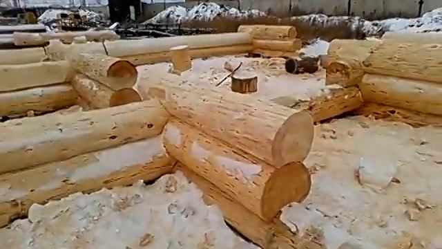 Рубка из крупномерного кедра под скобель. смотреть онлайн