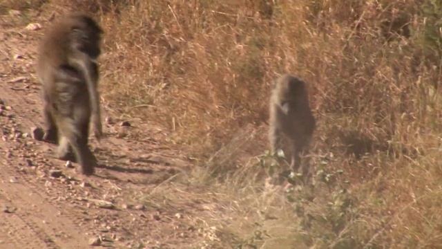 Serengeti National Park ?? Africa Wildlife Documentary - Travel And Discover смотреть онлайн