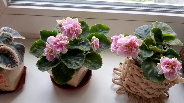 Фиалка-универсал! смотреть онлайн