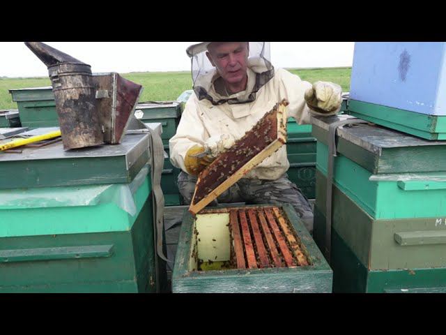 внеплановая замена маток в безвзяточный период смотреть онлайн