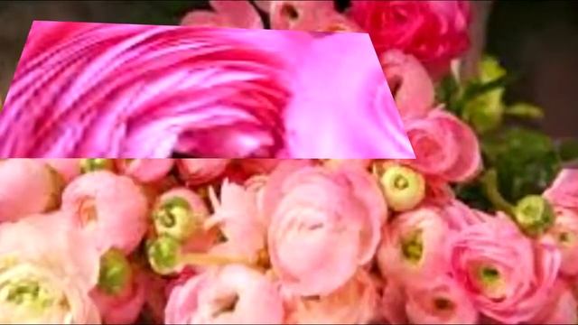 Ранункулюс смотреть онлайн