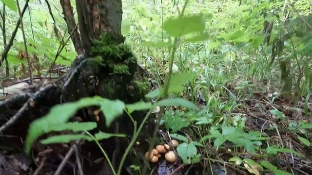 ❗ГРИБЫ в ГРИБНОМ ЛЕСУ после ДОЖДЯ.?Как ОТЛИЧИТЬ гриб СКРИПИЦА. Готовлю ГРУЗДИ. Грибы 2023 смотреть онлайн