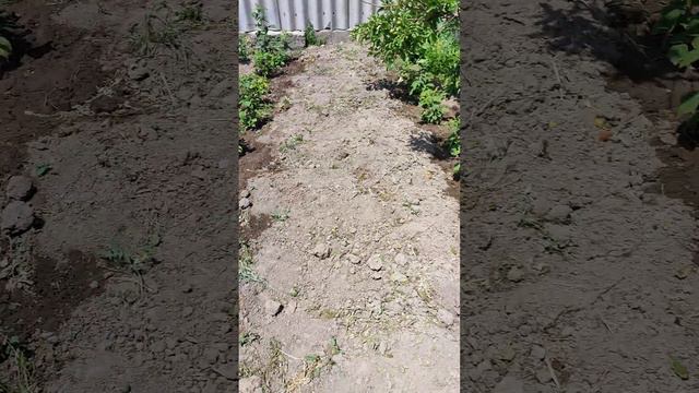 Малина, ежевика өстүрүүдө, ушул кеңештерди эске алыңыздар.