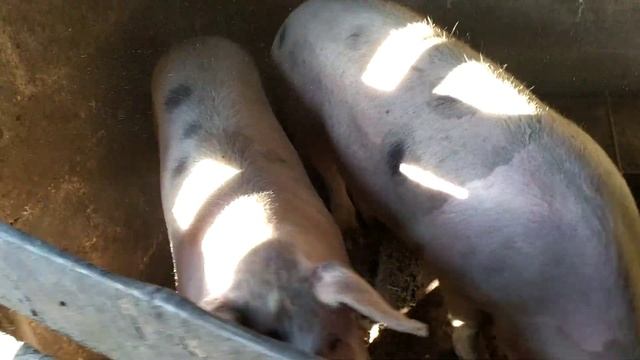 СУПЕР КОРМ ДЛЯ СВИНЕЙ!!!! Дедовский способ!!! смотреть онлайн