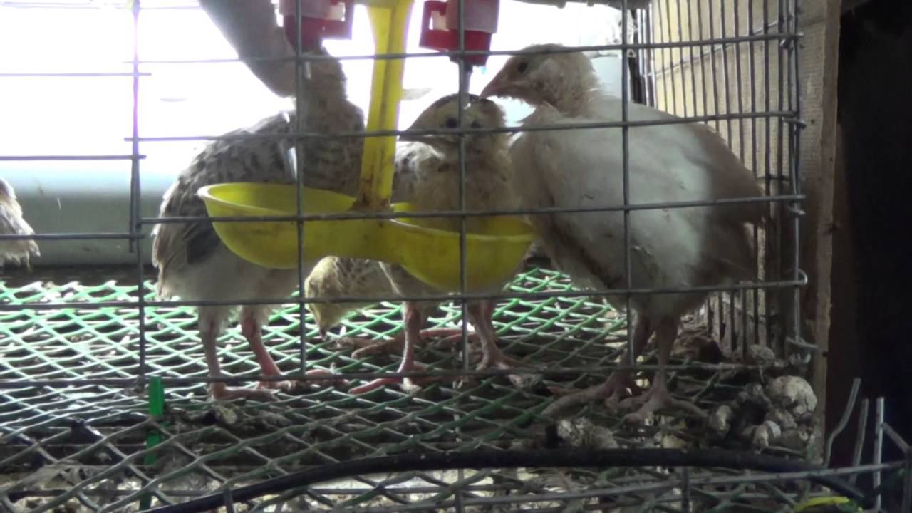 Перепела обучение пить из китайской поилки смотреть онлайн