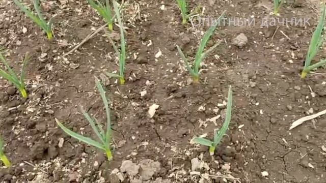 ЧЕСНОК БУДЕТ С КУЛАК! 1 раз внесите это в МАЕ! Перья чеснока больше НЕ ПОЖЕЛТЕЮТ смотреть онлайн