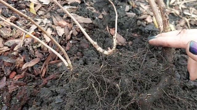 Исправляем ошибки неправильной посадки гортензии 2 серия. смотреть онлайн