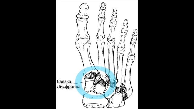 Анатомия, патология и физикальное исследование среднего отдела стопы