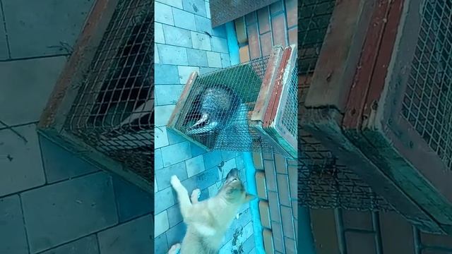 Щенок лайки с Удмурского питомника. Линия Катуха. смотреть онлайн