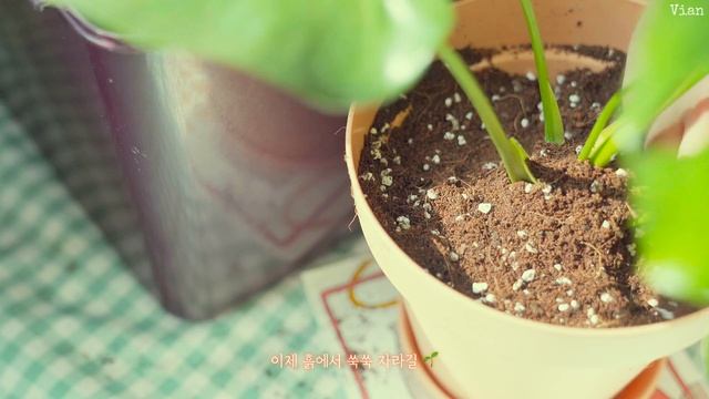 SUB) 이마트 트레이더스 대용량 식재료 정리 | 싱그러운 가드닝 | 단호박죽, 딸기잼, 딸기청 | Vlog смотреть онлайн