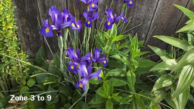 Iris, Blue Magic, In Blooms - May 27, 2023 смотреть онлайн