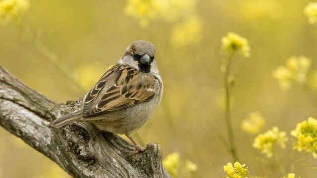 Звук чириканья воробья | (39 Секунд) смотреть онлайн