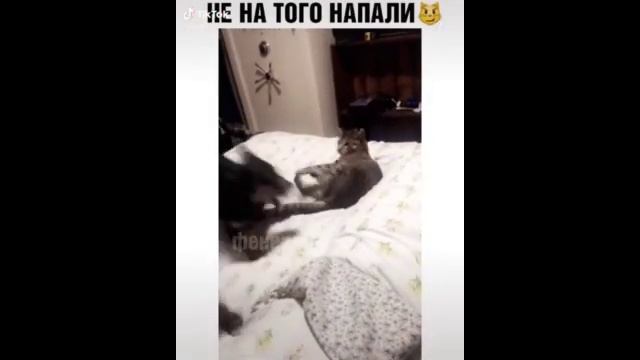 Не сразу поняли на кого напали😂😂😂 смотреть онлайн
