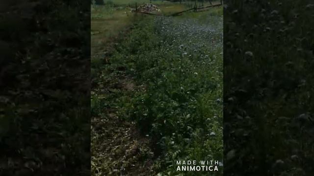 Медоносы на Урале смотреть онлайн