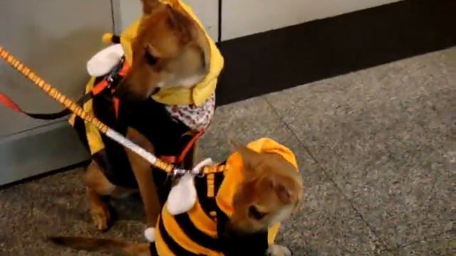 Shanty at airport-2 смотреть онлайн