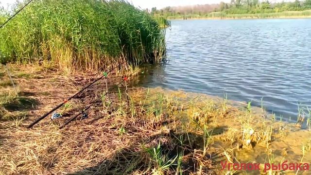 Рыбалка в Воронежской области. Поймали сазана! смотреть онлайн