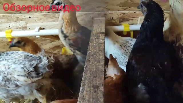Курятник своими руками(обзорное видео) 6мая смотреть онлайн