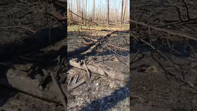 Лес. Первый Лиман.mp4 смотреть онлайн