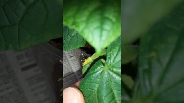 Огурцам меньше месяца, а они выдают завязи!!!