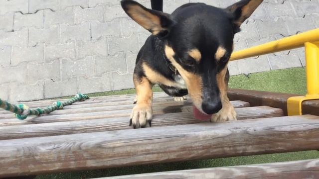 Собака лезет по лестнице