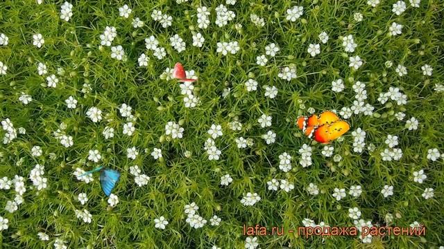 Мшанка шиловидная (sagina subulata) ? шиловидная мшанка обзор: как сажать, рассада мшанки смотреть онлайн