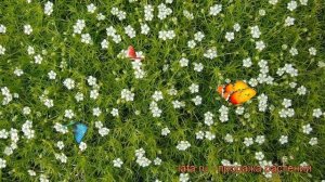 Мшанка шиловидная (sagina subulata) ? шиловидная мшанка обзор: как сажать, рассада мшанки