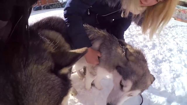 Маламут Лекси НАПАЛА на Кавказскую овчарку смотреть онлайн