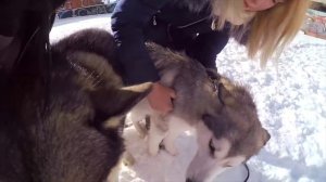 Маламут Лекси НАПАЛА на Кавказскую овчарку