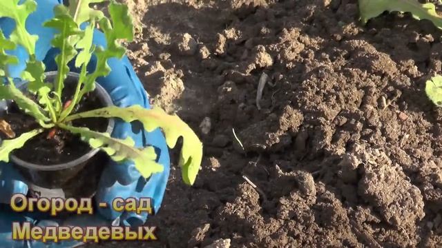 Выращивание Статицы от посева семян до цветения смотреть онлайн